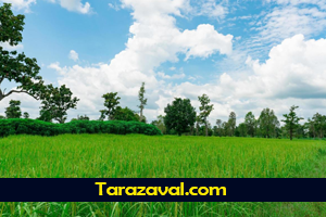 بررسی تخصصی نکات کلیدی خرید زمین روستایی